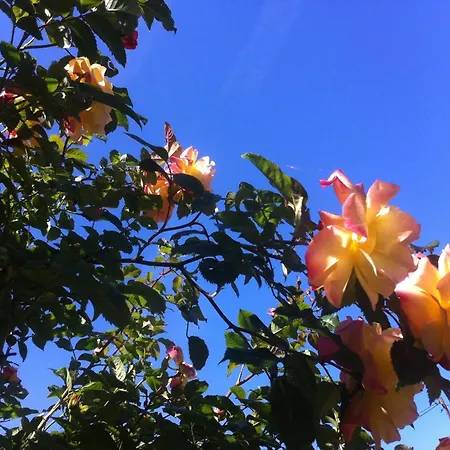 Les Grands Pins * Bois-Jerome-Saint-Ouen