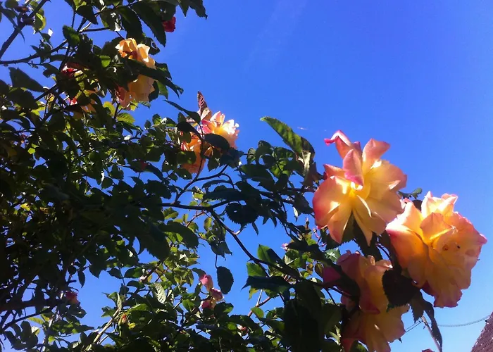 Les Grands Pins * Bois-Jerome-Saint-Ouen