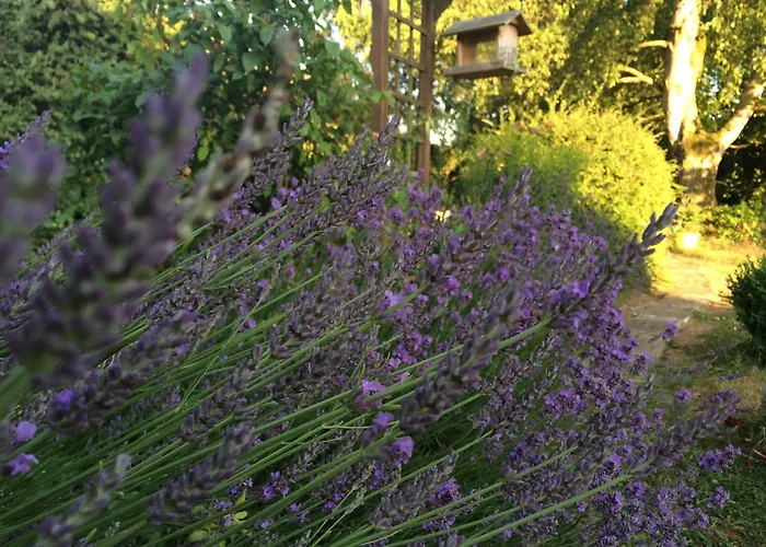 Guest house Les Grands Pins *