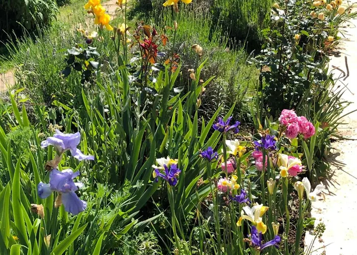 Guest house Les Grands Pins *